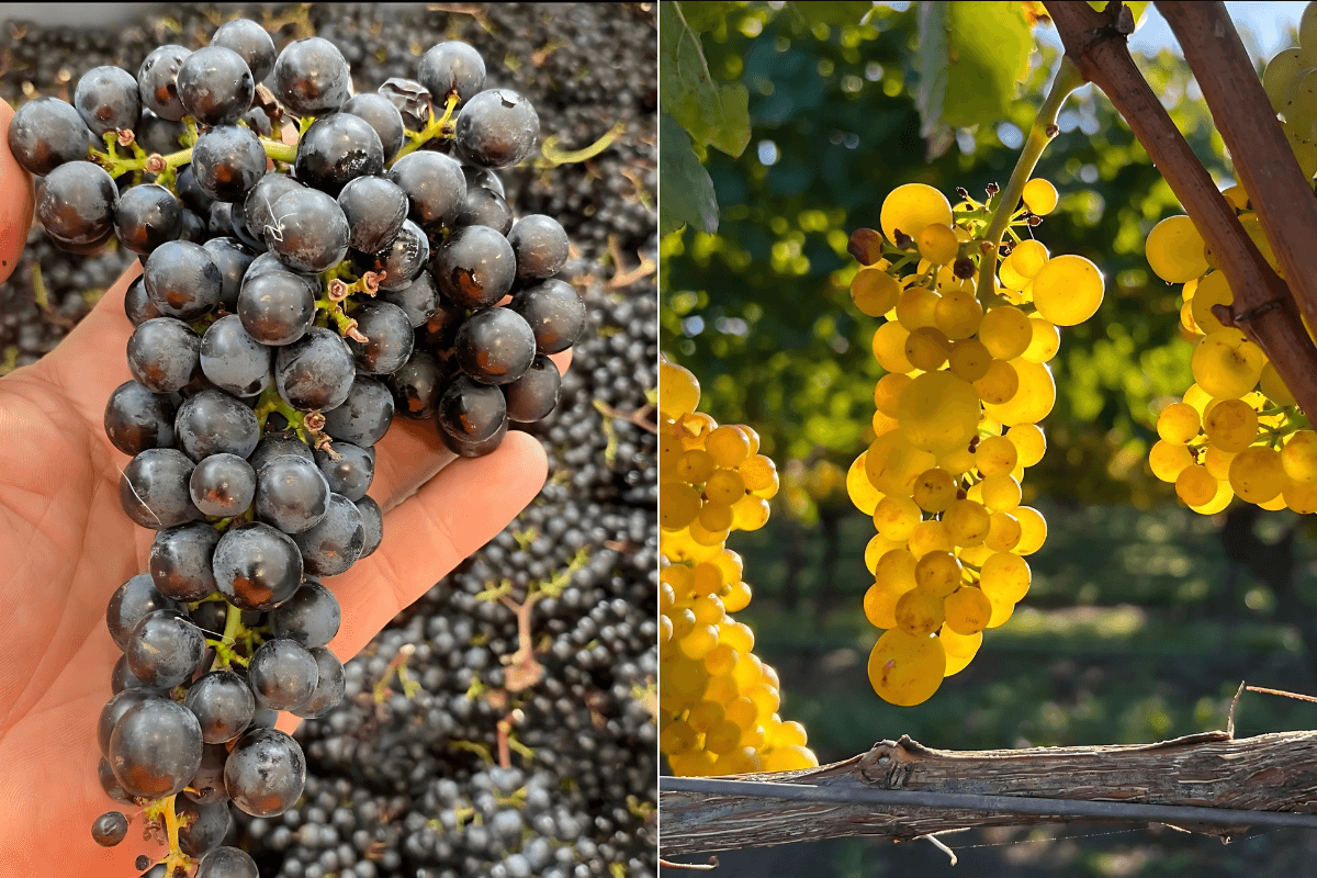 (L-R) Hawke’s Bay Merlot and Chardonnay